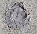 Terebratula sp. MUELLER 1776 - Bild © FossNet FossilienStore